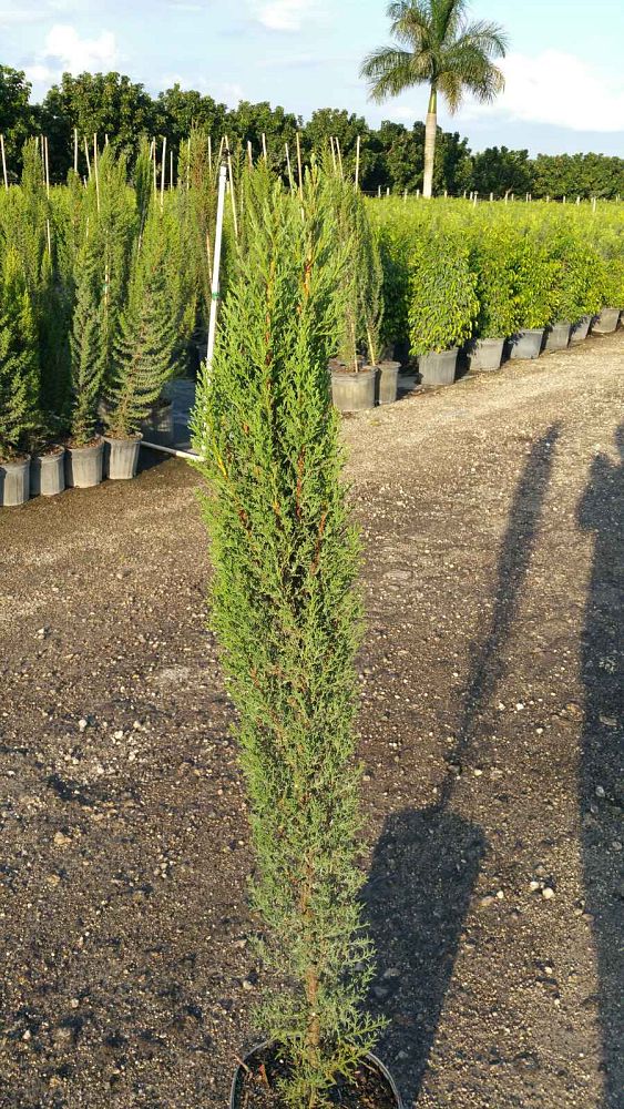 cupressus-sempervirens-italian-cypress