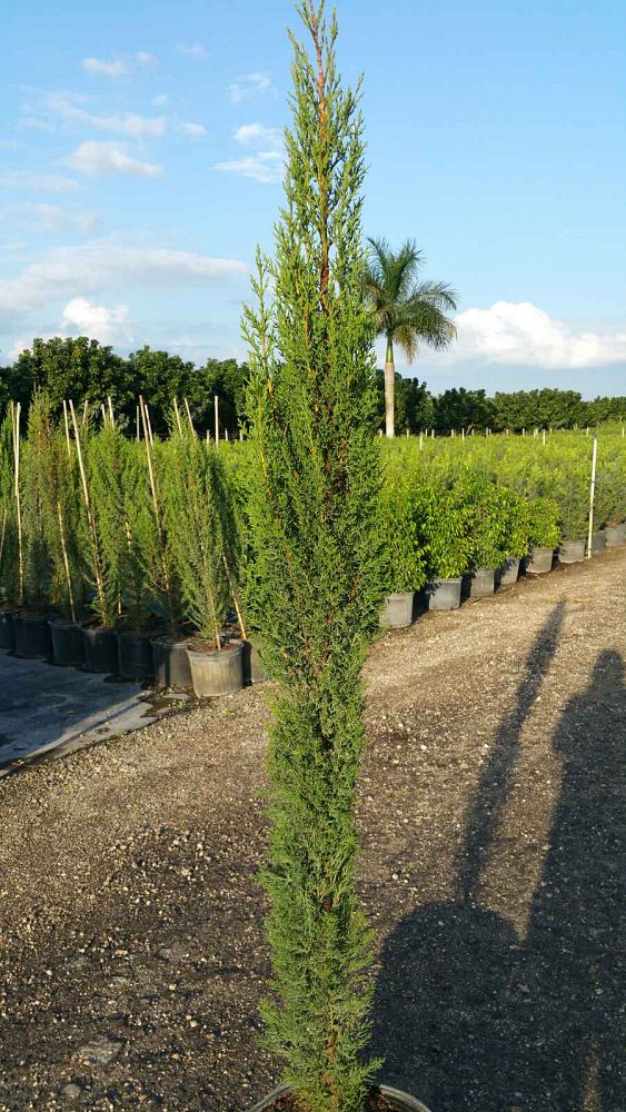cupressus-sempervirens-italian-cypress