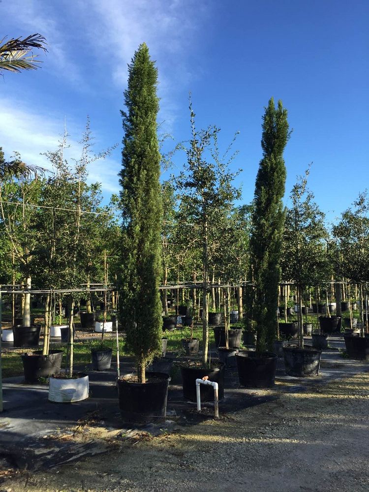 cupressus-sempervirens-italian-cypress
