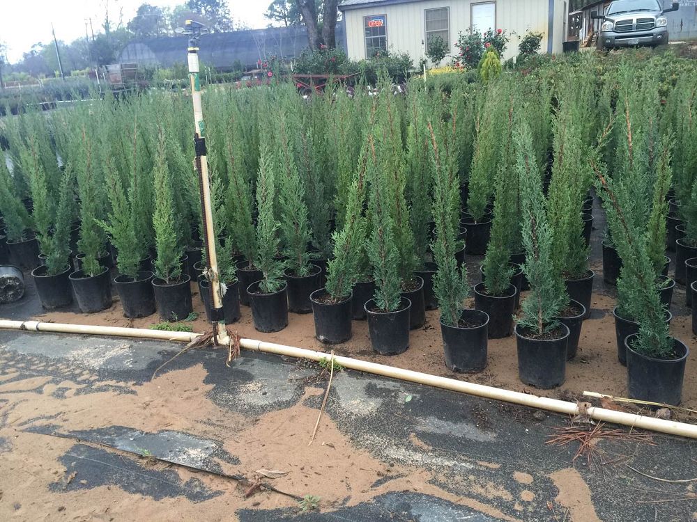 cupressus-sempervirens-italian-cypress