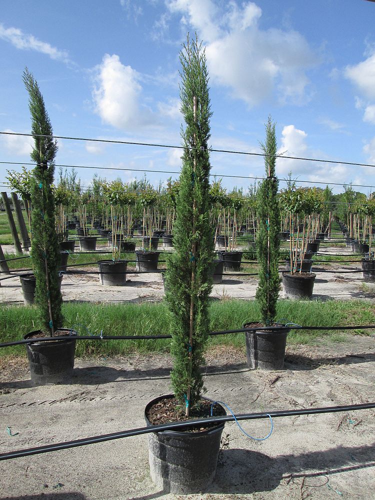 cupressus-sempervirens-italian-cypress