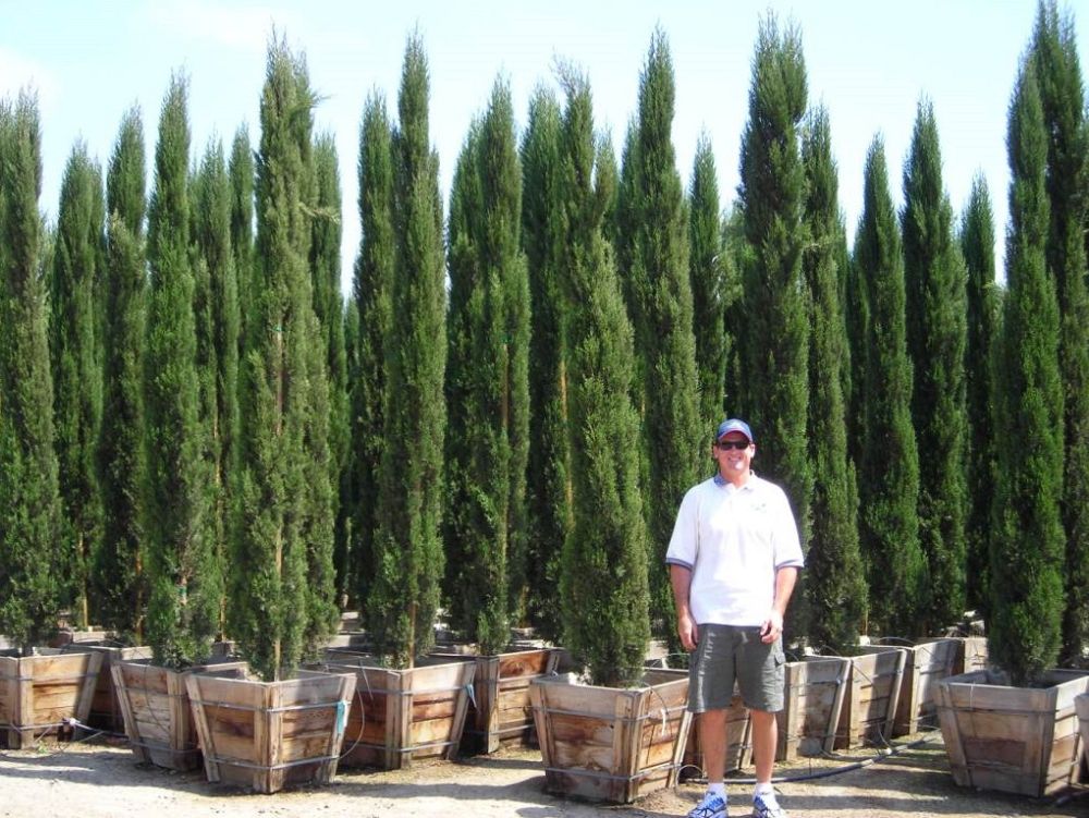 cupressus-sempervirens-italian-cypress