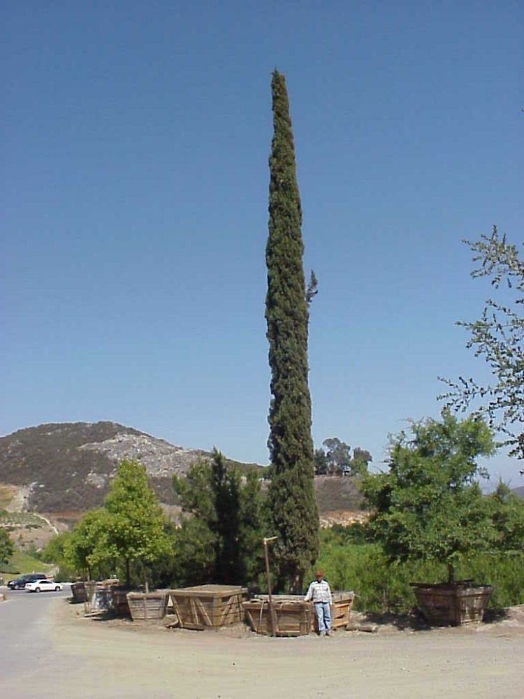 cupressus-sempervirens-italian-cypress