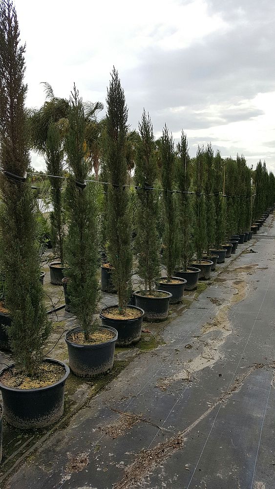 cupressus-sempervirens-italian-cypress