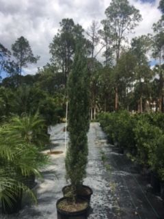 cupressus-sempervirens-italian-cypress