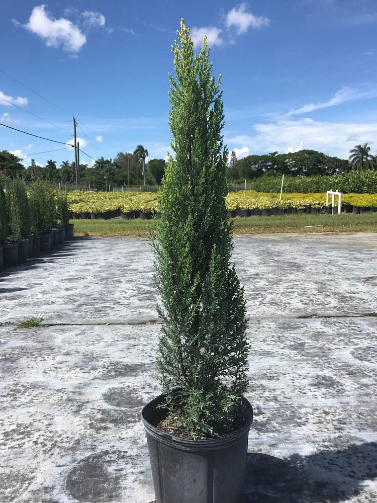 cupressus-sempervirens-italian-cypress