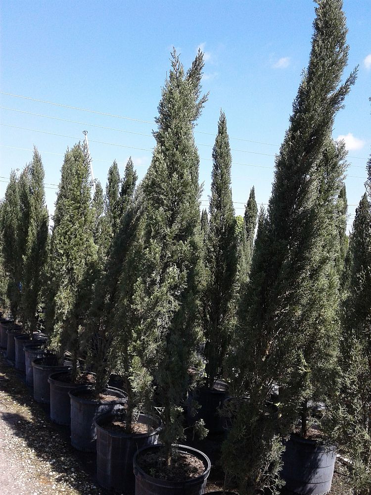cupressus-sempervirens-italian-cypress