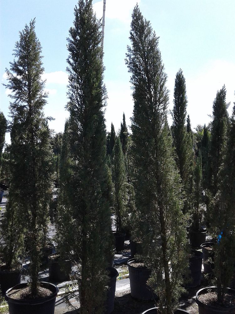cupressus-sempervirens-italian-cypress