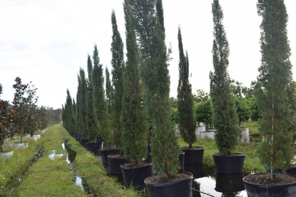 cupressus-sempervirens-italian-cypress