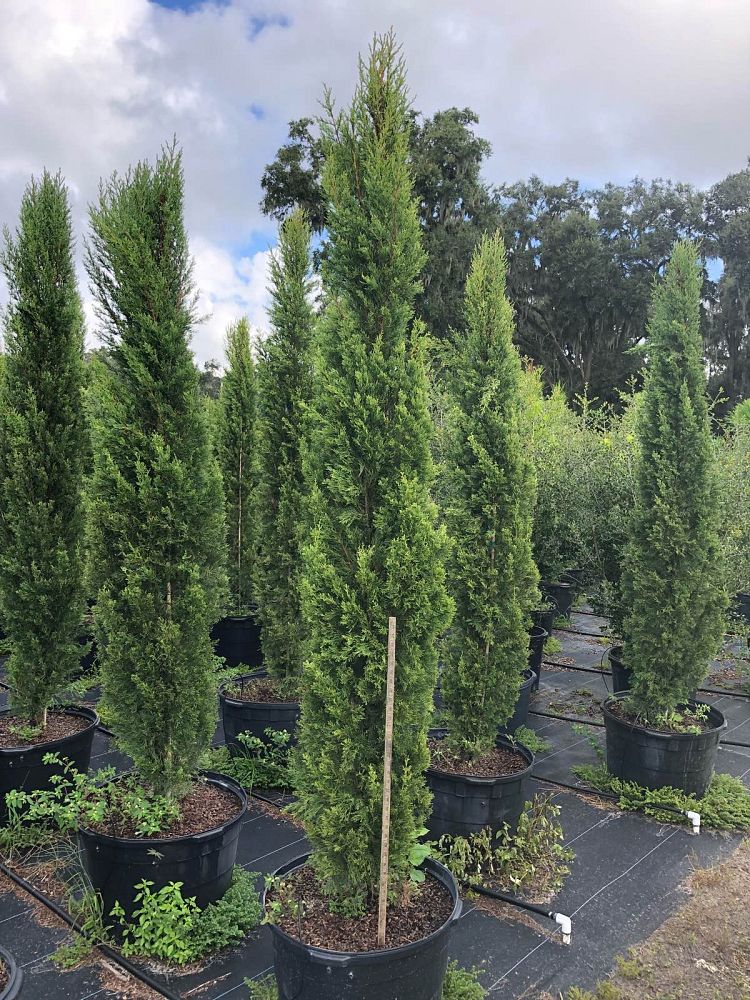 cupressus-sempervirens-italian-cypress