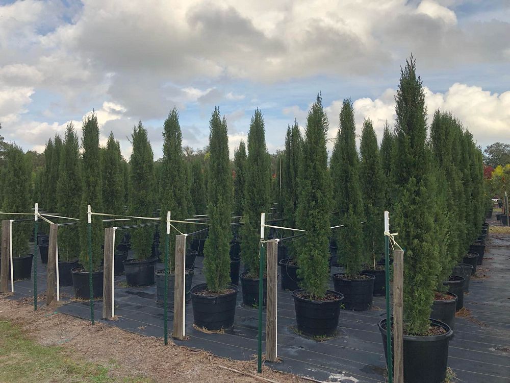 cupressus-sempervirens-italian-cypress