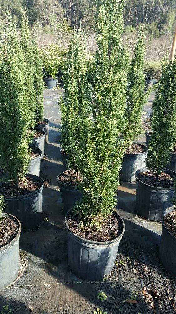 cupressus-sempervirens-italian-cypress