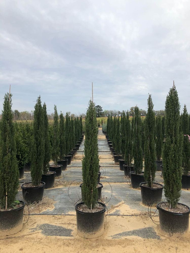 cupressus-sempervirens-italian-cypress
