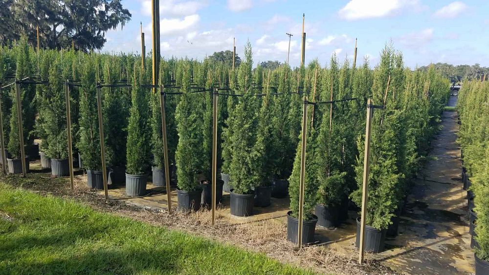 cupressus-sempervirens-italian-cypress