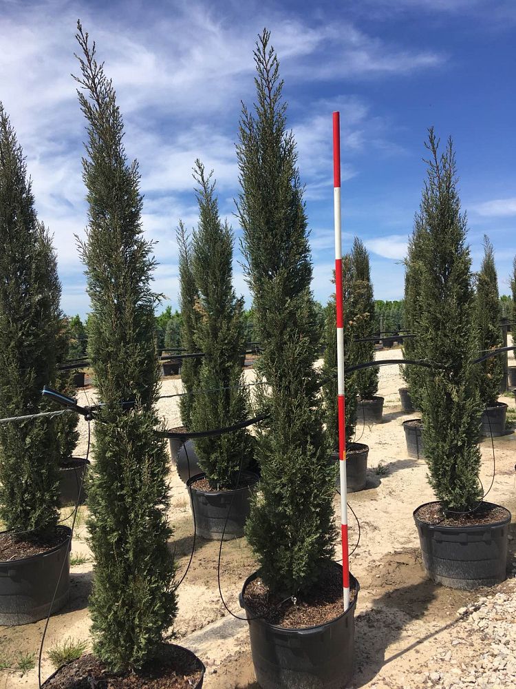 cupressus-sempervirens-italian-cypress