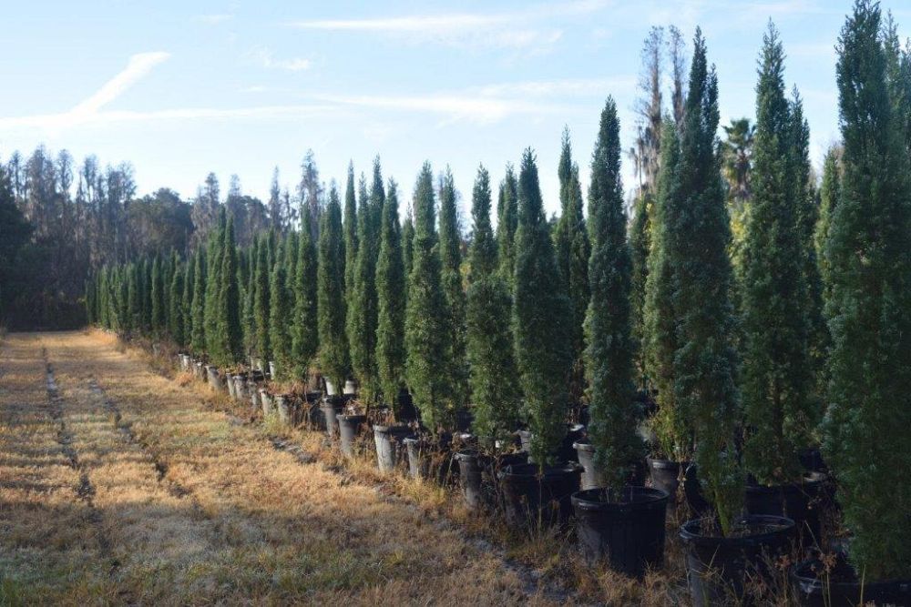 cupressus-sempervirens-italian-cypress