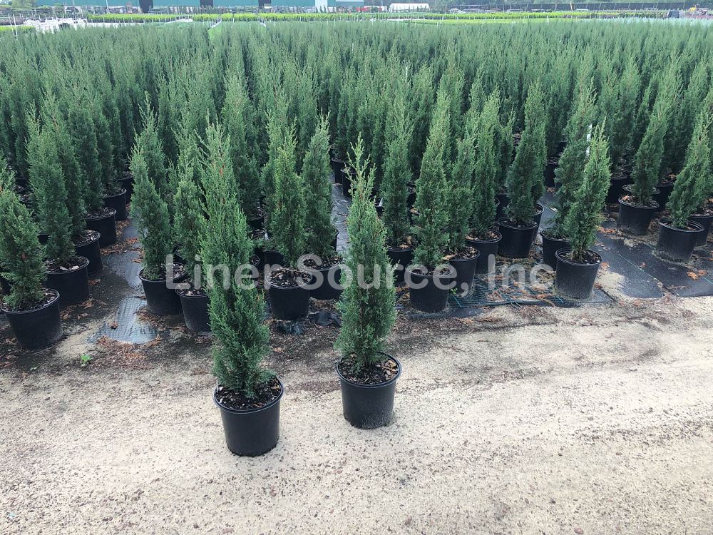 cupressus-sempervirens-italian-cypress