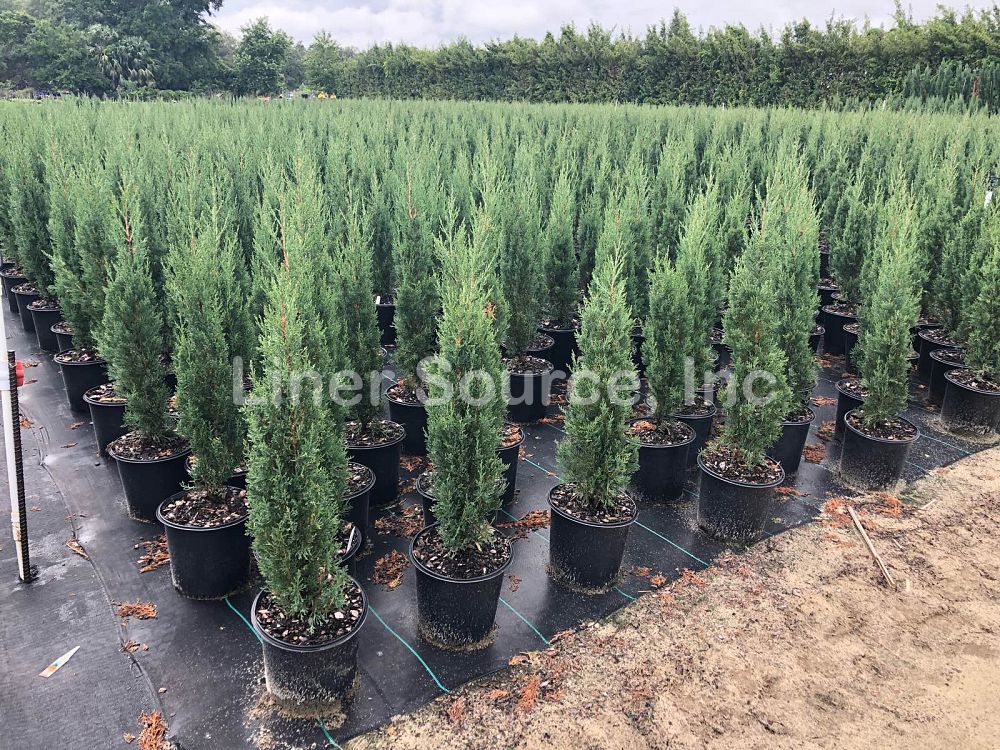 cupressus-sempervirens-italian-cypress