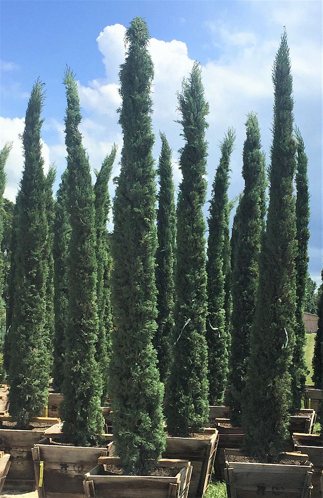 cupressus-sempervirens-italian-cypress