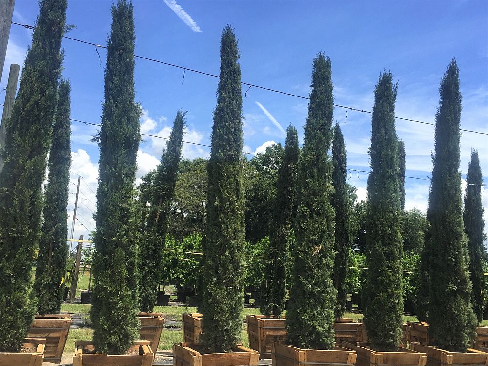 cupressus-sempervirens-italian-cypress