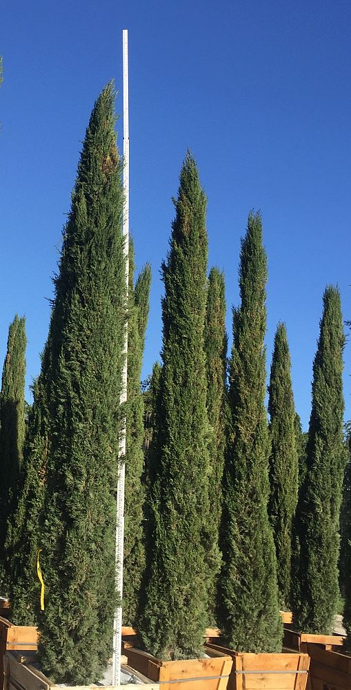 cupressus-sempervirens-italian-cypress
