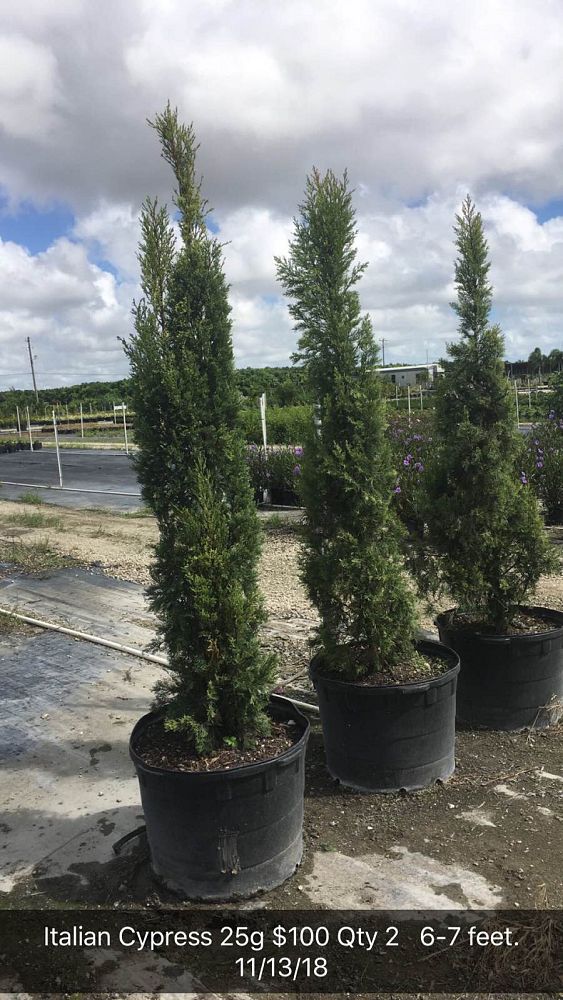 cupressus-sempervirens-italian-cypress