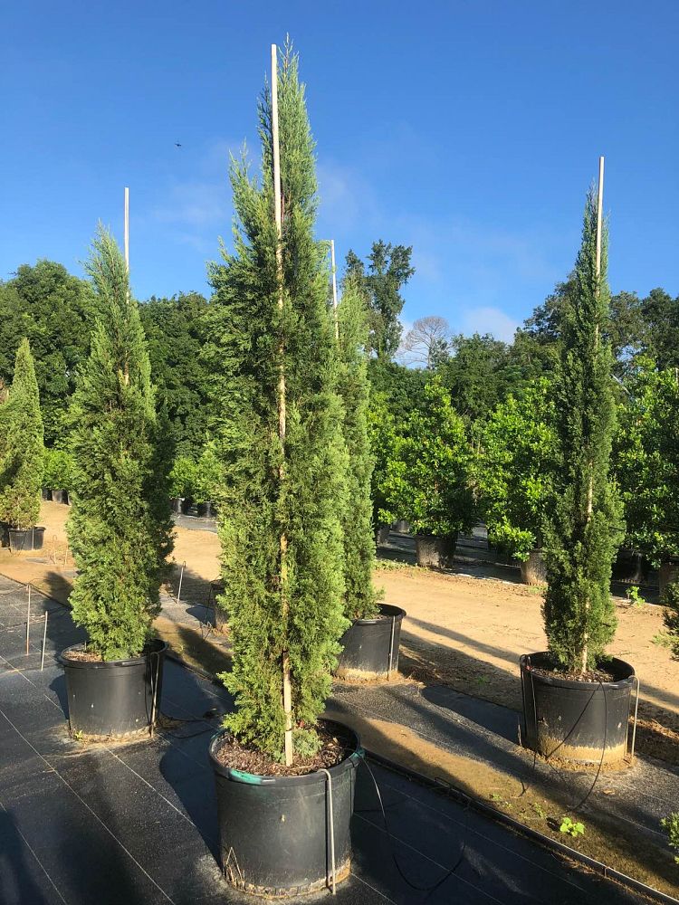 cupressus-sempervirens-italian-cypress
