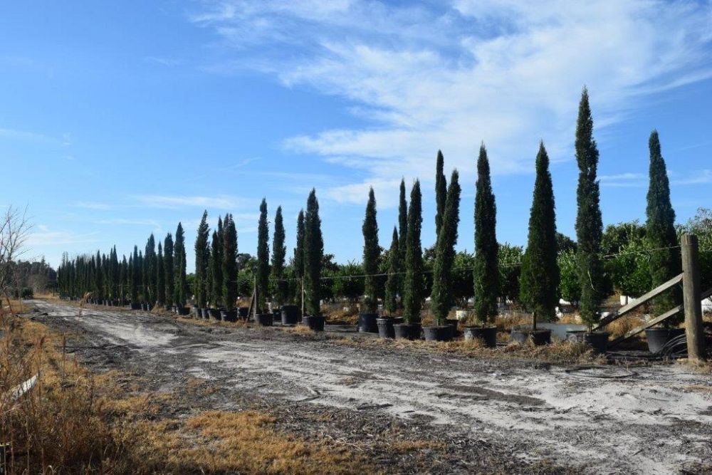 cupressus-sempervirens-italian-cypress