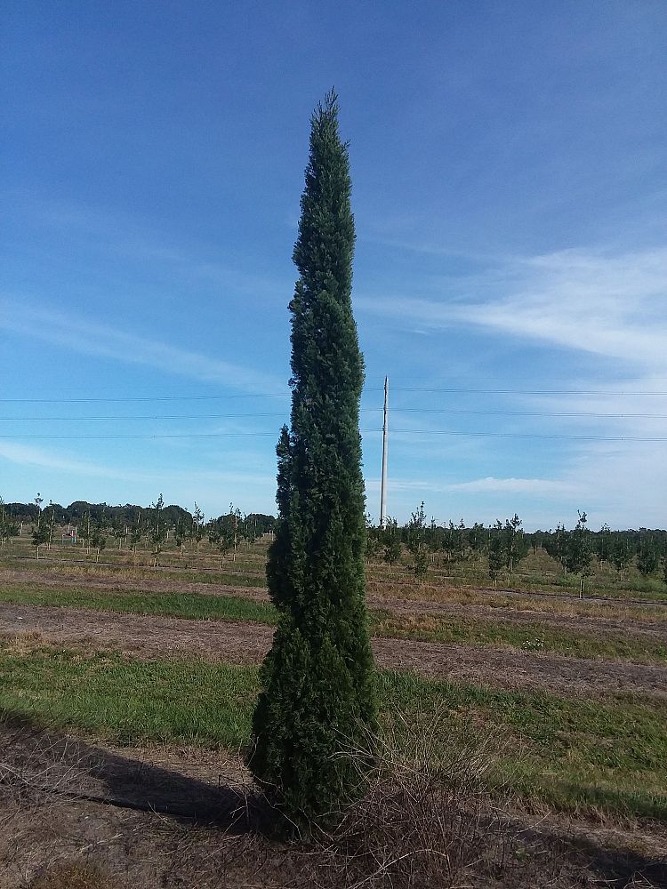 cupressus-sempervirens-italian-cypress