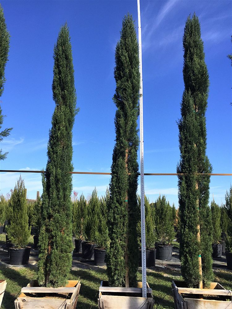 cupressus-sempervirens-italian-cypress