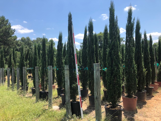 cupressus-sempervirens-italian-cypress