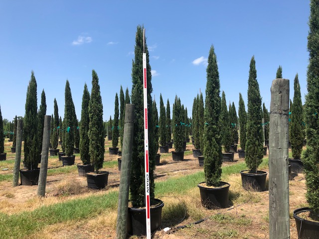 cupressus-sempervirens-italian-cypress