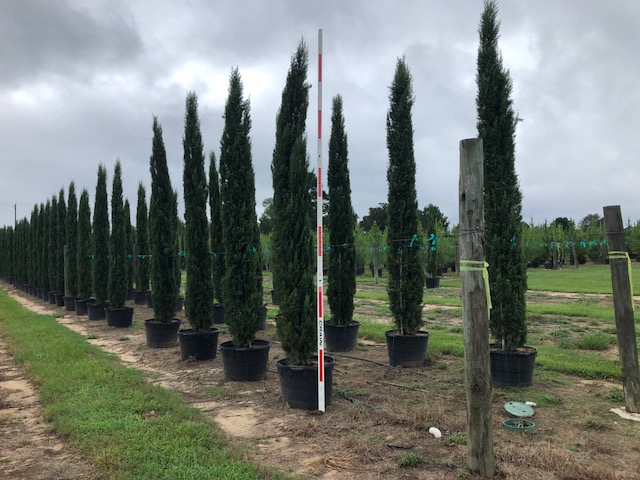 cupressus-sempervirens-italian-cypress