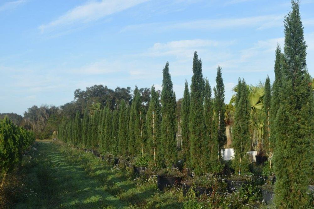 cupressus-sempervirens-italian-cypress