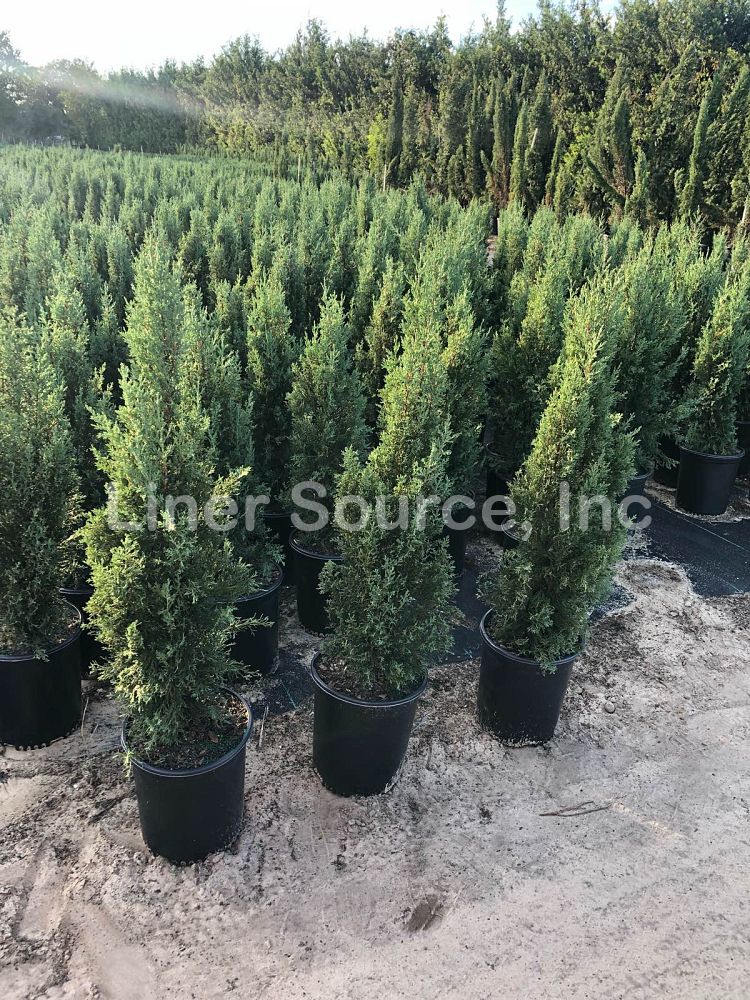 cupressus-sempervirens-italian-cypress