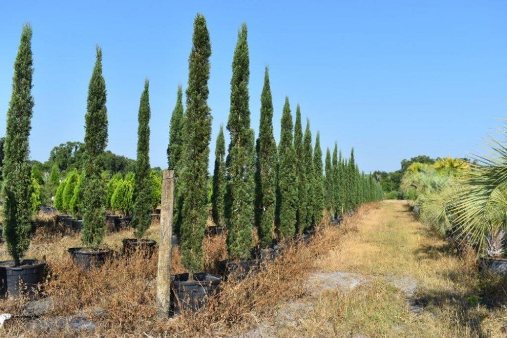 cupressus-sempervirens-italian-cypress