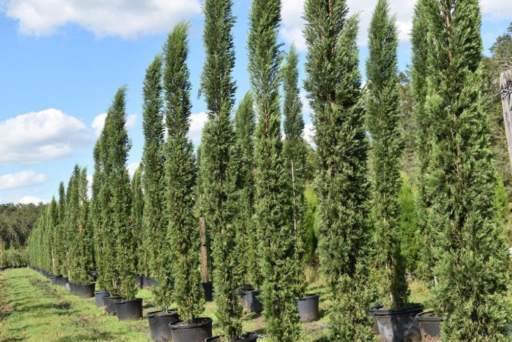 cupressus-sempervirens-italian-cypress