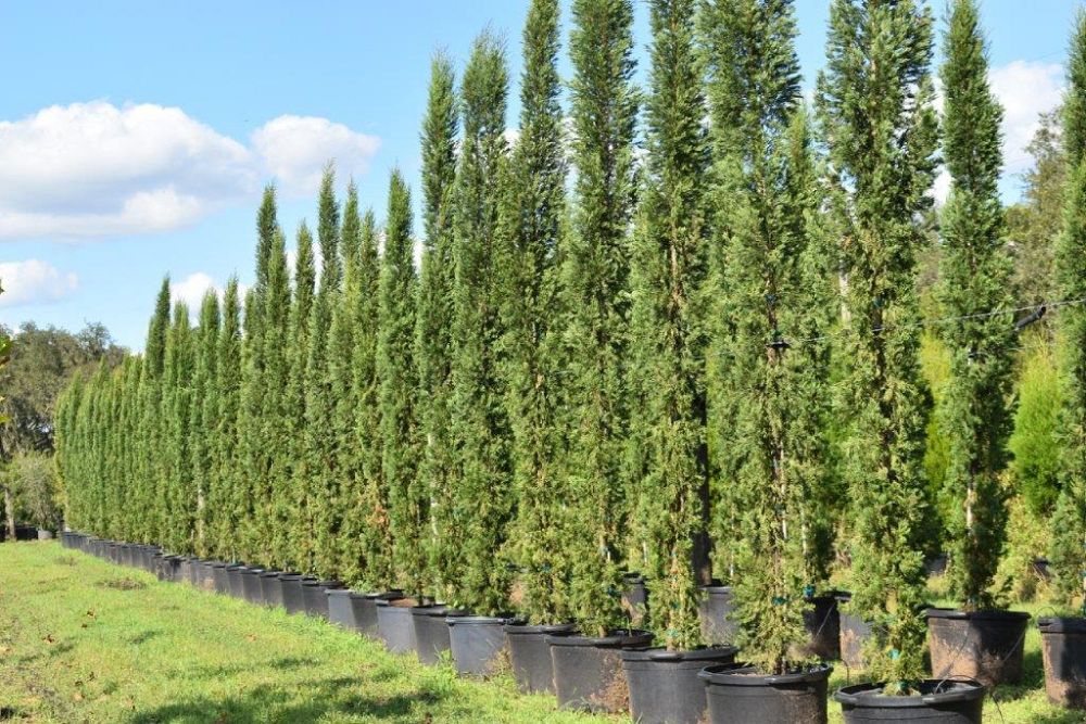 cupressus-sempervirens-italian-cypress