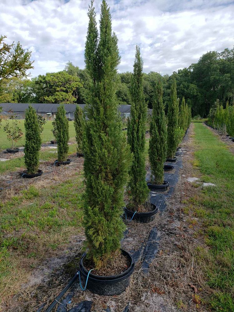 cupressus-sempervirens-italian-cypress
