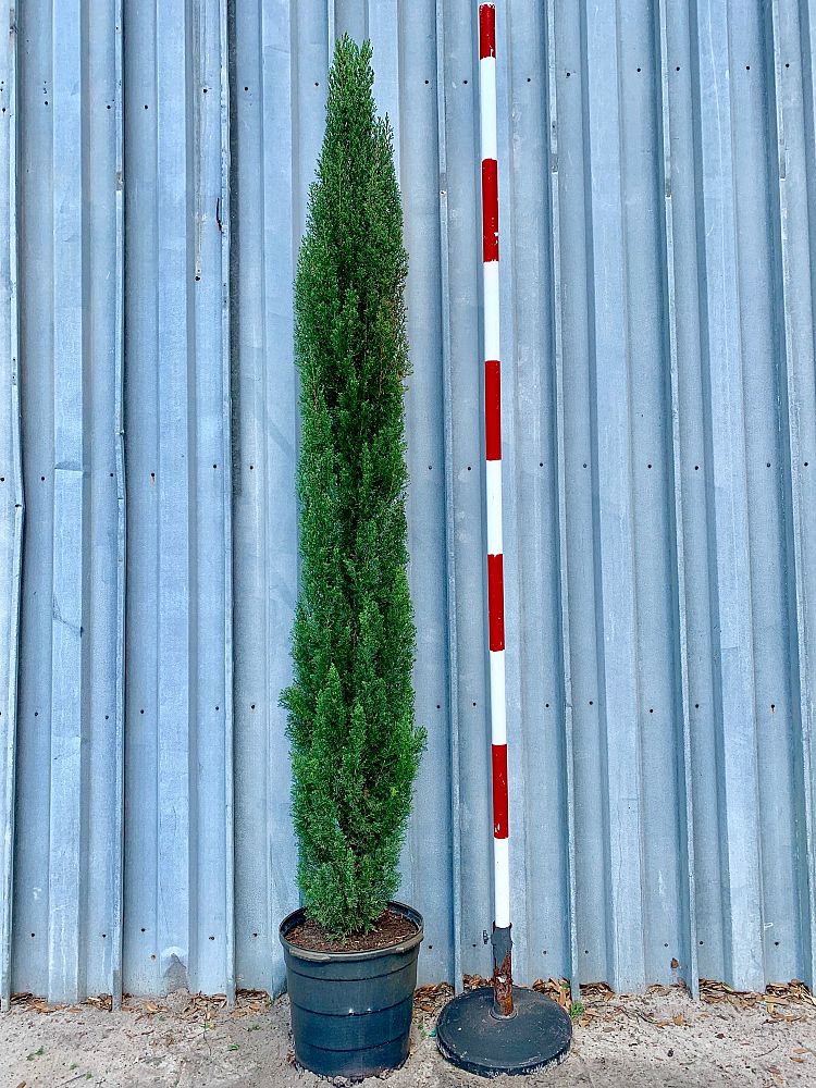 cupressus-sempervirens-italian-cypress