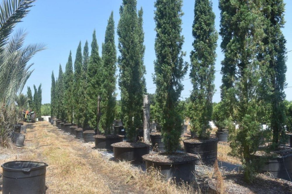 cupressus-sempervirens-italian-cypress