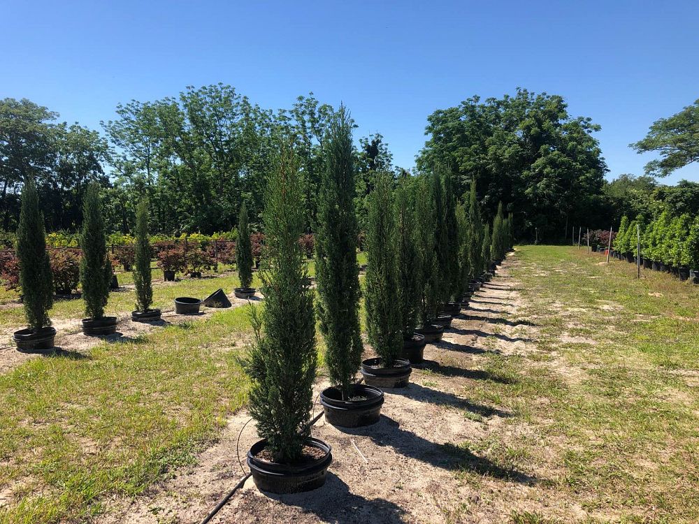 cupressus-sempervirens-italian-cypress