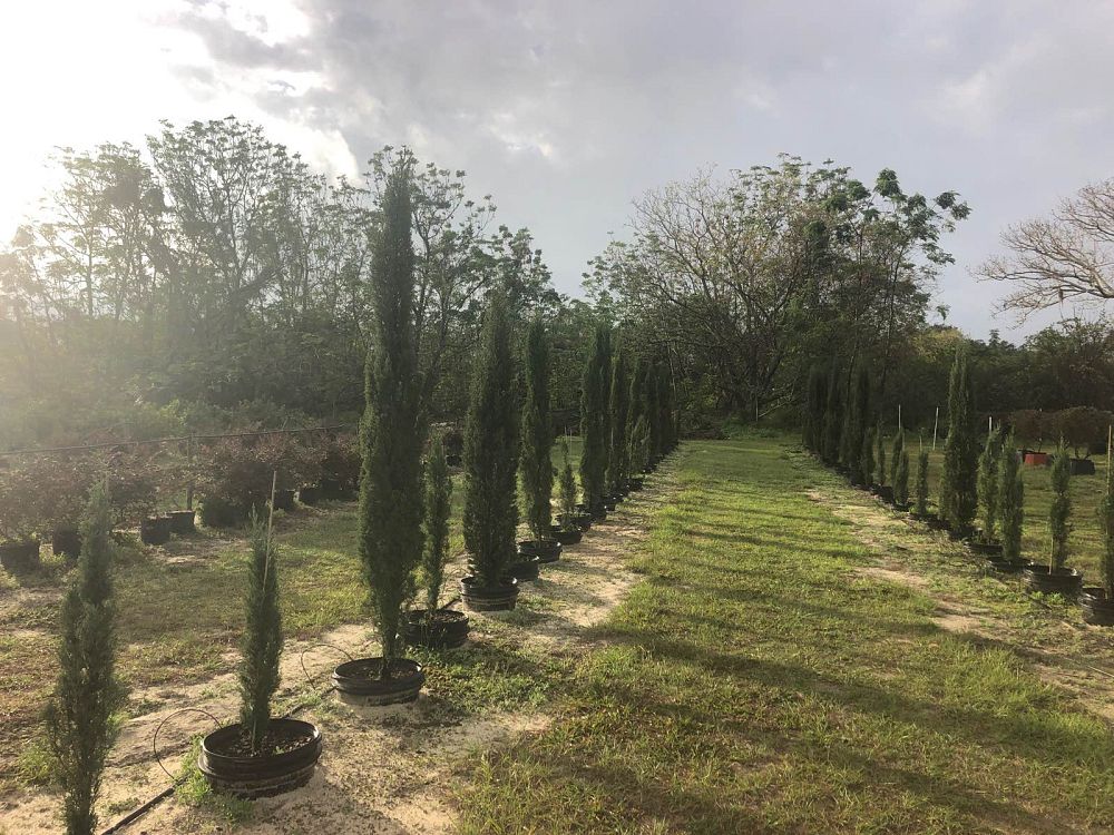 cupressus-sempervirens-italian-cypress