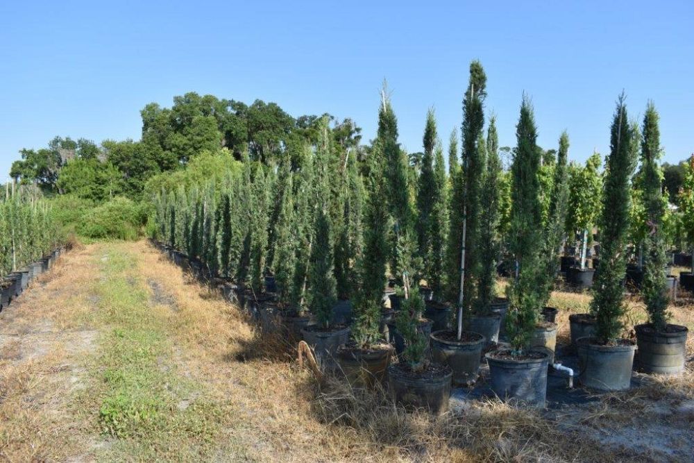 cupressus-sempervirens-italian-cypress