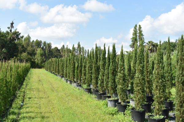 cupressus-sempervirens-italian-cypress