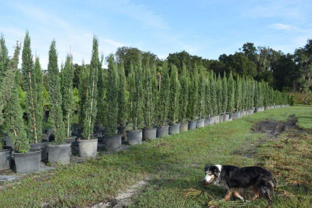 cupressus-sempervirens-italian-cypress