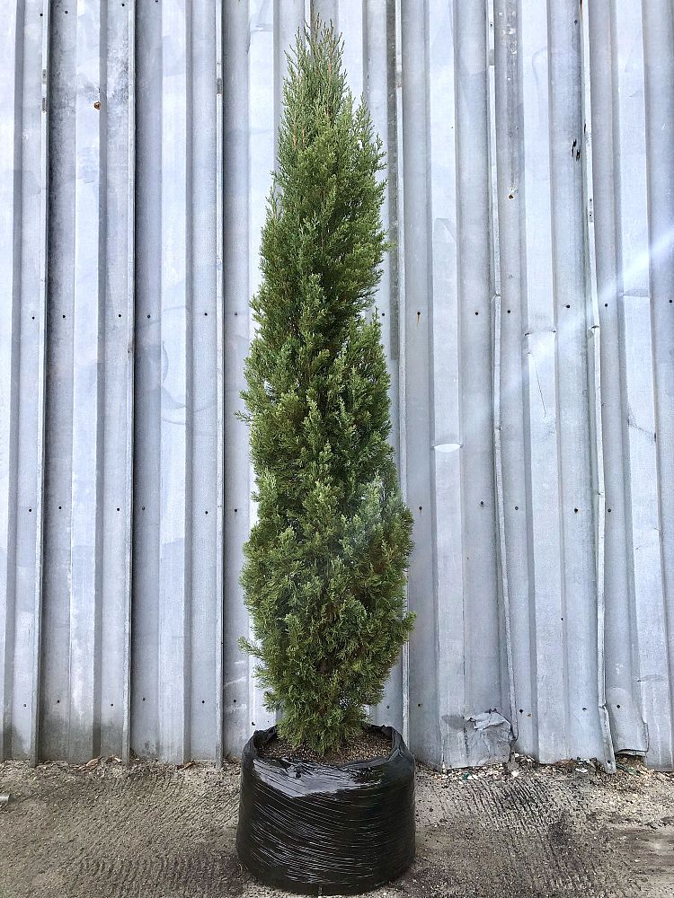 cupressus-sempervirens-italian-cypress