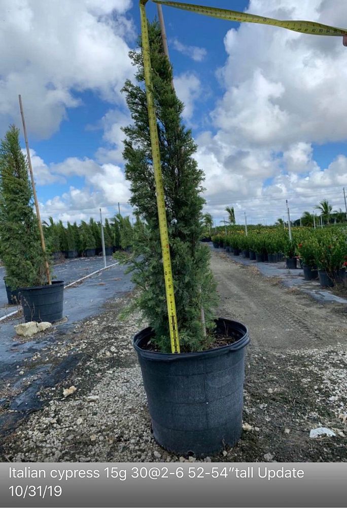 cupressus-sempervirens-italian-cypress