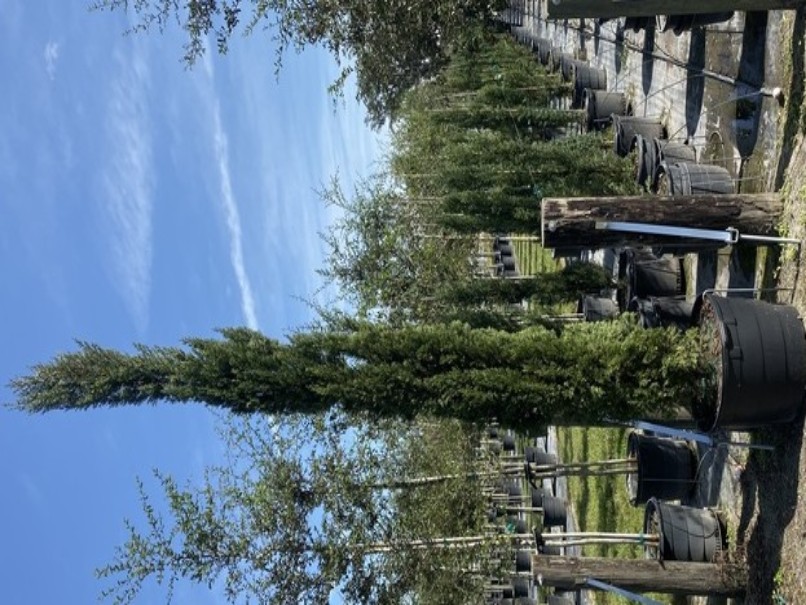 cupressus-sempervirens-italian-cypress