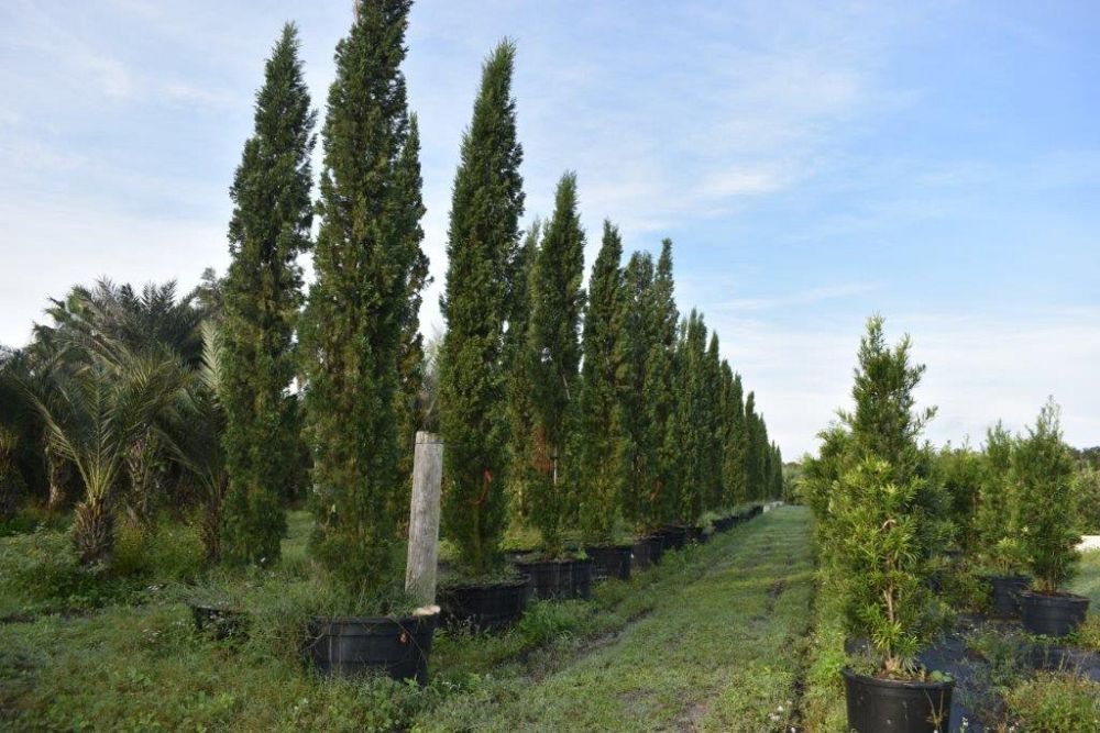 cupressus-sempervirens-italian-cypress